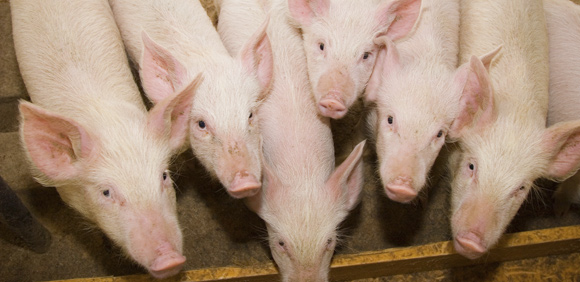 ferkel Schlachtschweine